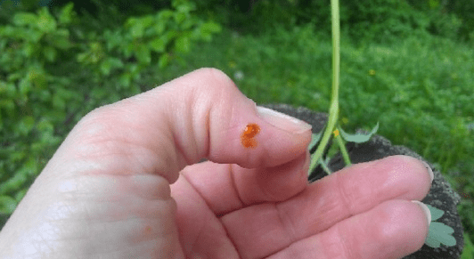 Селандин срещу папилома